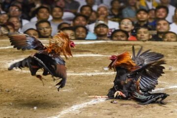 sabung ayam setingan